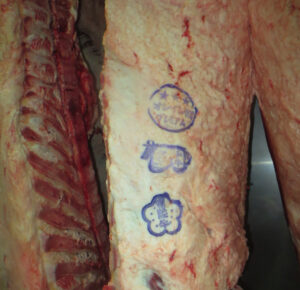 A5 Wagyu beef carcass with official grading stamps on the surface 
