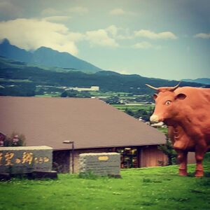 Akaushi cow grazing in the natural pastures of Aso, Kumamoto – the origin of lean Wagyu