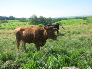 A brown Akaushi cow peacefully grazing in the open pastures of Kumamoto, Japan