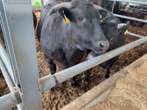 Japanese Black Wagyu cattle in feeding stall at a Japanese farm 