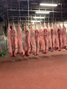Wagyu carcasses hanging in a grading facility before auction and inspection