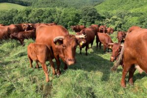 Japanese Shorthorn cattle grazing in a mountain pasture in northern Japan 