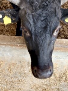 Japanese Black Wagyu cow, front view in cattle barn 